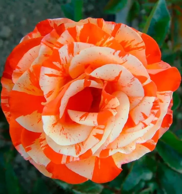 Троянда Оранж Інтуишн (Orange Intuition)