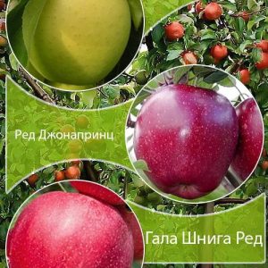 293274549.jpg Дерево-сад Яблуня "Голден Рейнджерс+Ред Джонопринц " Саджанці дворічні ДВОЙНУШКА