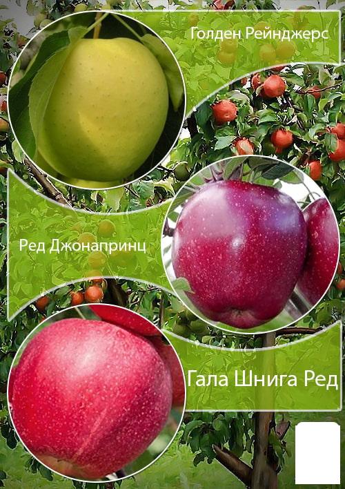 Дерево-сад Яблуня "Голден Рейнджерс+Ред Джонопринц " Саджанці дворічні ДВОЙНУШКА