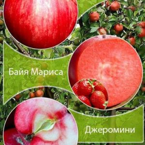 294064180.jpg Дерево-сад Яблуня "Пірос+Джеромін"Саджанці дворічні ДВОЙНУШКА