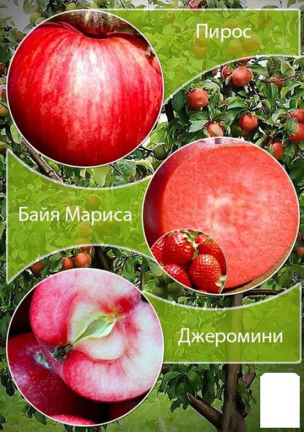 Дерево-сад Яблуня "Пірос+Джеромін"Саджанці дворічні ДВОЙНУШКА