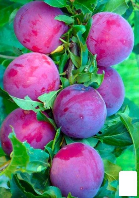 Гібрид "Медіна"(схрешені:(слива-абрикос колона)