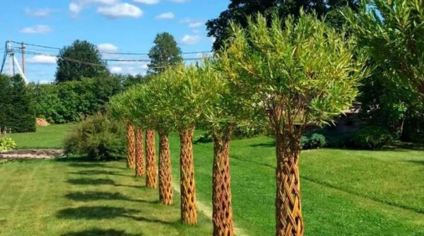 295168093.webp »Верба плетена "Лучникова" висота-160 см