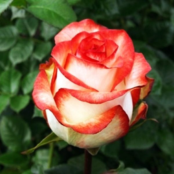 Троянда Блаш (Blush)