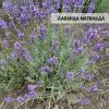 xr:d:DAFg9Z3rZG0:429,j:7074430487950105833,t:23083019 Лаванда "Матильда" (до 10 шт - 60 грн, від 10 шт - 50 грн)