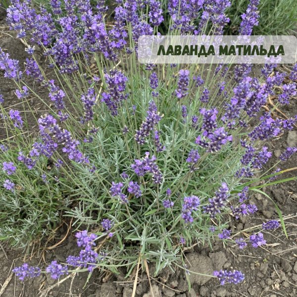 xr:d:DAFg9Z3rZG0:429,j:7074430487950105833,t:23083019 Лаванда "Матильда" (до 10 шт - 60 грн, від 10 шт - 50 грн)
