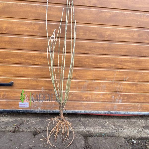 Гібіскус червоний