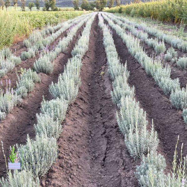 Лаванда "Англійська вузьколиста"(до 10 шт - 60 грн, від 10 шт - 50 грн)