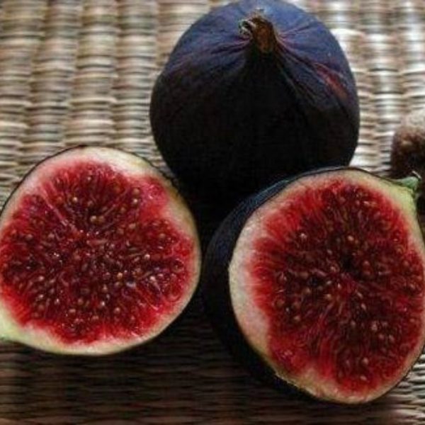 xr:d:DAFg9Z3rZG0:393,j:5068074774295740230,t:23081015 Інжир "Чикаго Харді" (Chicago Hardy), саджанці дворічні