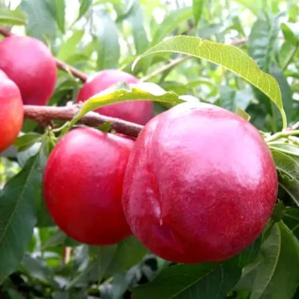 Нектарин  Харко,  середній термін дозрівання