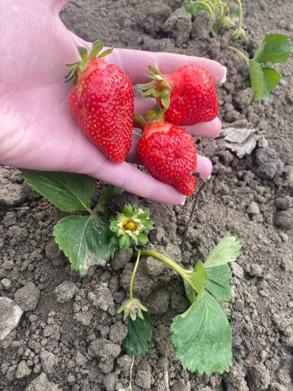 3.jpg Полуниця "Альба" (дуже сорт ранній) Продаємо від 10 шт одного сорту