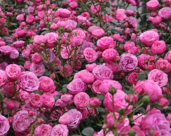 Троянда Помпонелла (Pomponella)