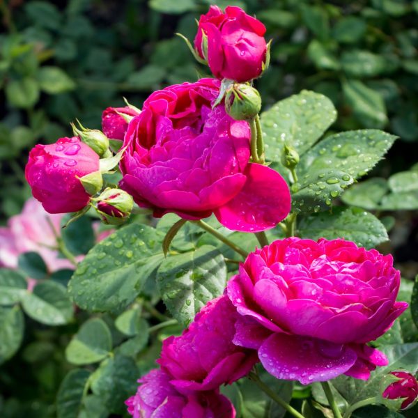 Троянда Аскот