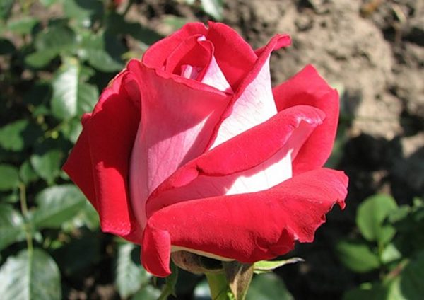 30-1.jpeg Троянда Люксор (Luxor)