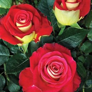 300673-469x589-r-1.jpg Троянда Френдшип (Friendship)