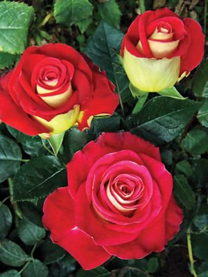 Троянда Френдшип (Friendship)