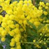 Мімоза (Acacia Dealbata)