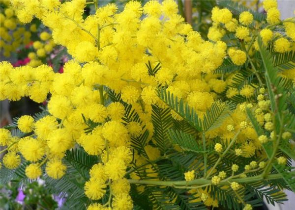 Мімоза (Acacia Dealbata)