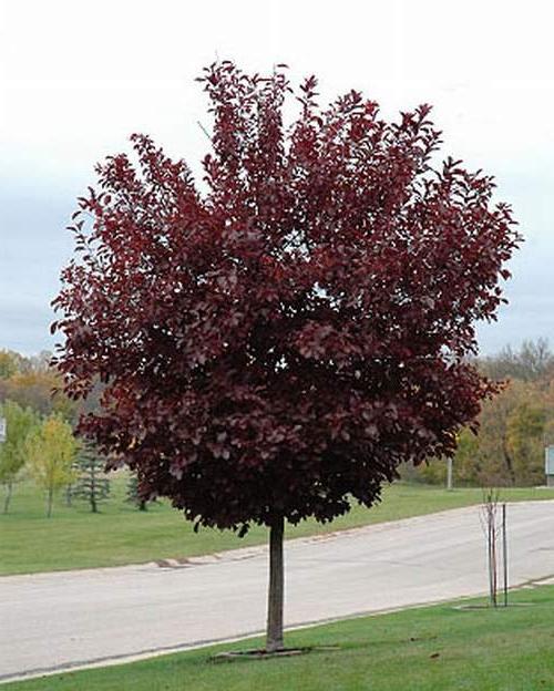 Віргінська черемха "Шуберт" на штамбі