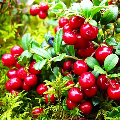 Журавлина рожево-червона "Румба" (Rumba)-Дворічні (Клюква)