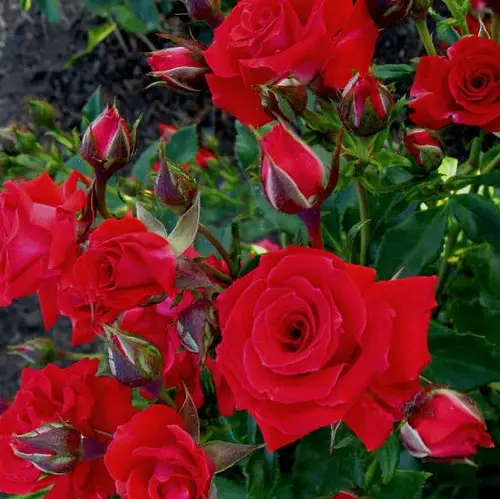 Троянда спрейка Кисс Кордана