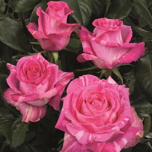 Троянда Вайлд Топаз (Wild Topaz)