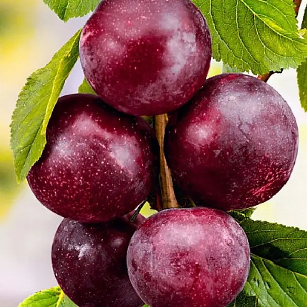 Гібрид "Світ Тріат" (схрещені; слива-алича-черешня)