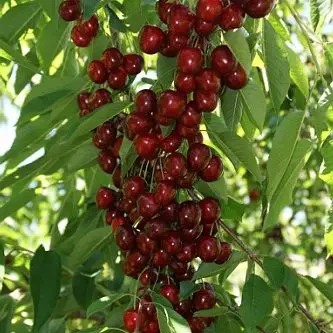 Черешня Сільвія колона