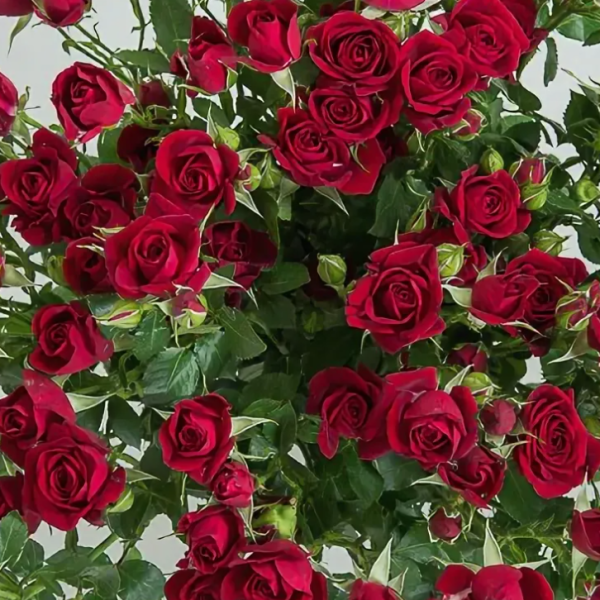 323248d48da4175998ad83bae37185d5-1.png Троянда спрей РУБІКОН "RUBICON"