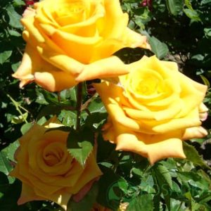 32511dd965e36e030cc970d30ce781c6-1.jpg Троянда Папіліон (Papillon)