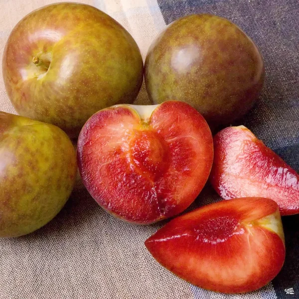 Гібрид "Плумкот"(схрещені:слива-абрикоса)