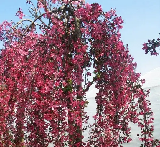 Яблуня "Рояль Бюті Плакуча" на штамбі