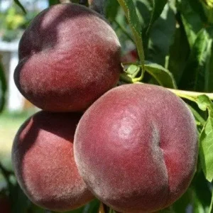 Персик "Роял Глорі", середньо-ранній термін дозрівання