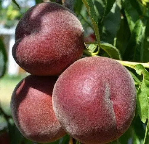 Персик "Роял Глорі", середньо-ранній термін дозрівання