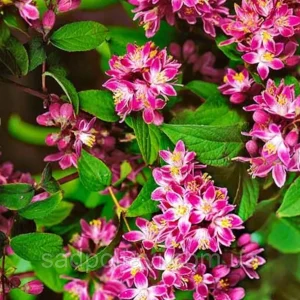 Дейція Строберрі Філдс