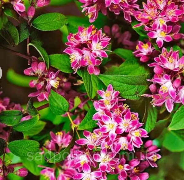 Дейція Строберрі Філдс