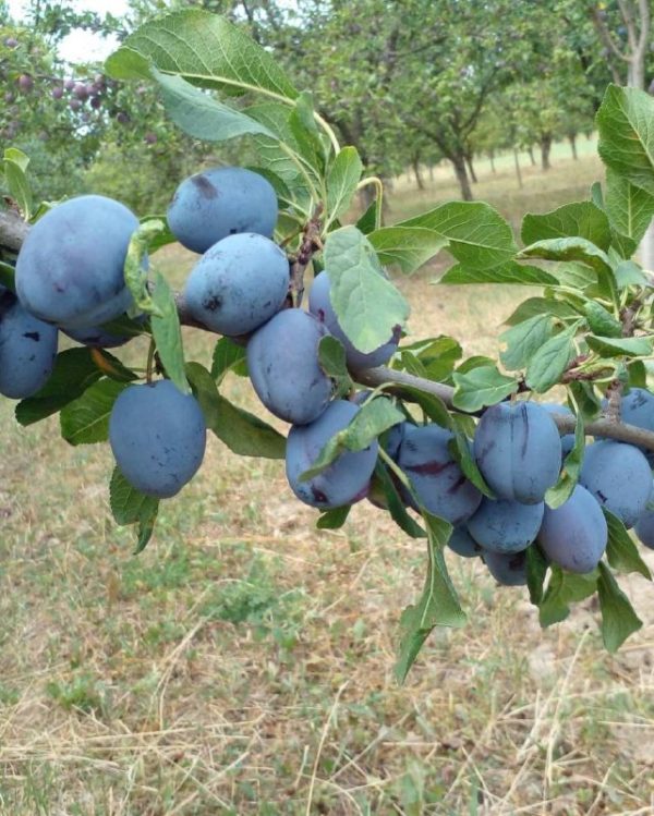 Угорка"Чячанська "