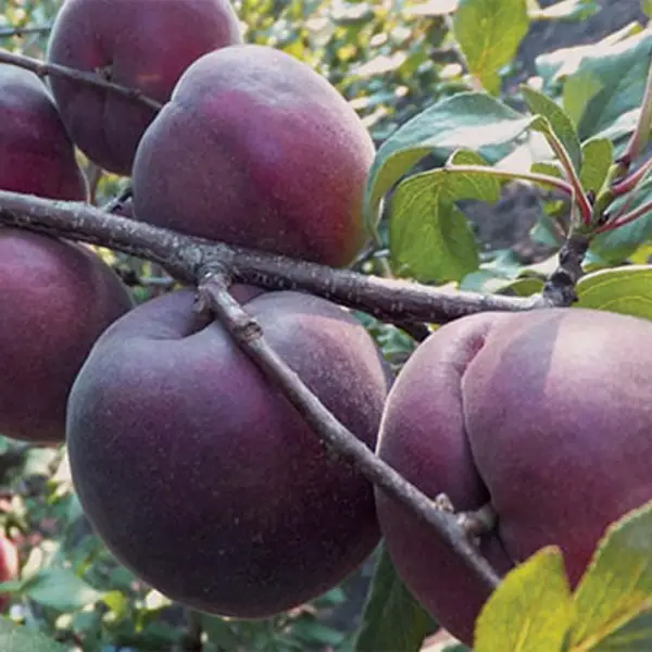 Абрикос "Мелітопольський чорний", середній термін дозрівання