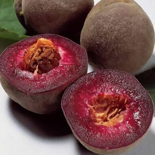 Персик червоном'ясий "Ерітрокарпа", саджанці дворічні