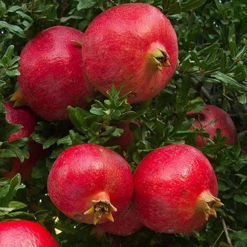 3485938379_w640_h640_sazhentsy-granata.webp Гранат рубіново-червоний "Грінго"