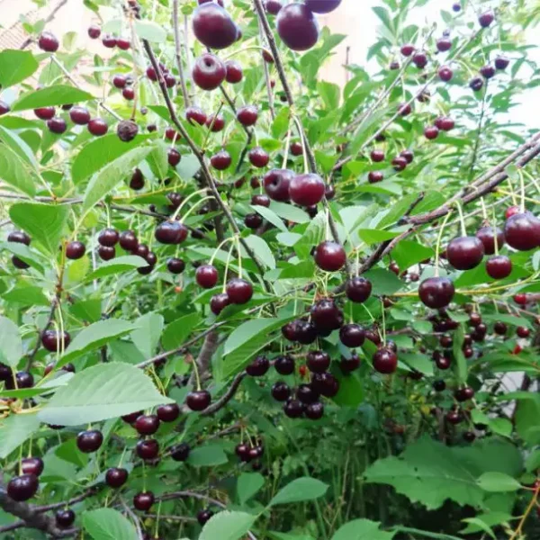 Вишня Шоколадниця