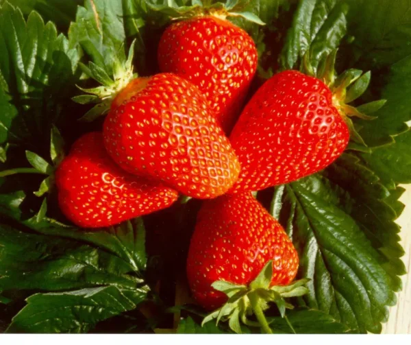 3527698790_w640_h640_klubnika-madlen-5sht.webp Полуниця "Мадлен" ранній сорт Продаємо від 10 шт одного сорту