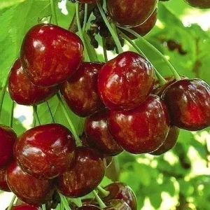 3540325863_w700_h500_sazhenets-chereshni-tehlovan.webp Черешня "Техлован"(середньо-пізній сорт)