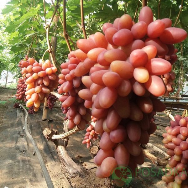 Виноград "Казанова"