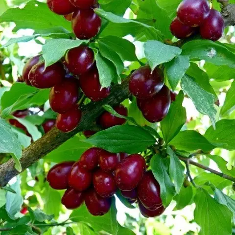 Кизил "Олена", ранній термін дозрівання