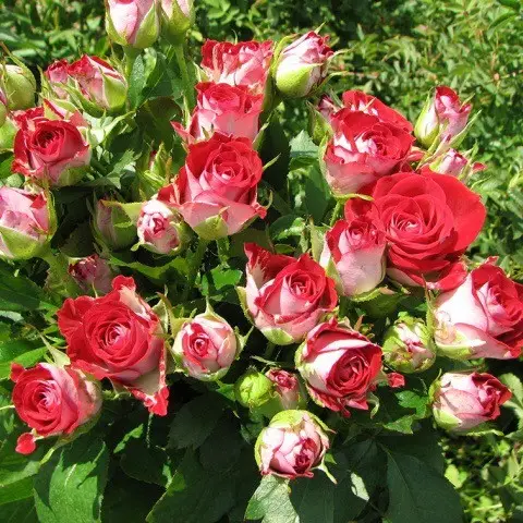 Троянда спрей Рубі Стар