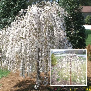 Вишня плакуча на штамбі