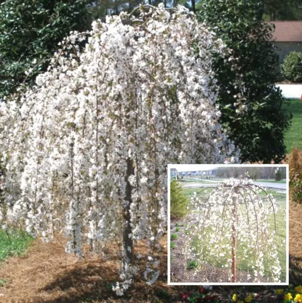 3755874259_w640_h640_vishnya-plakuchaya-na.webp Вишня плакуча на штамбі