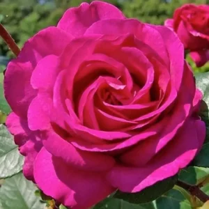 3812991481_sazhentsy-rozylancome-lankom-1.webp Троянда Ланком (Lancome)