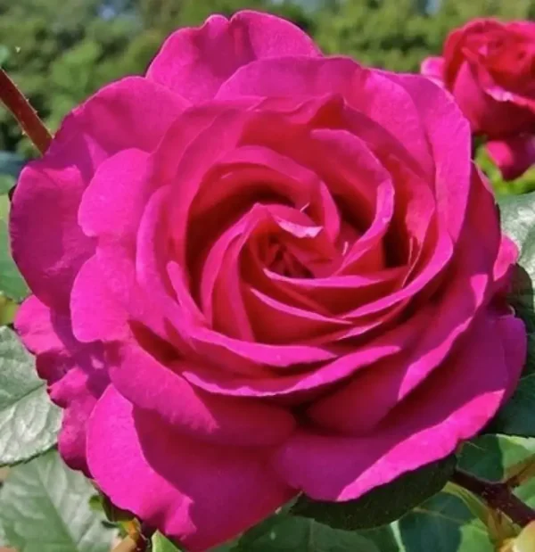 3812991481_sazhentsy-rozylancome-lankom-1.webp Троянда Ланком (Lancome)